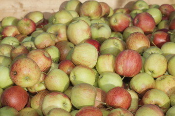 many apples in wooden boxes