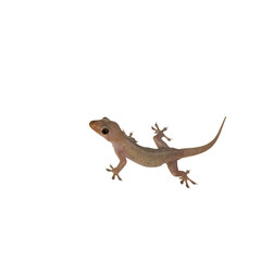 Gecko lizard