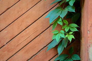 Green leaves of Virginia creeper on background of shabby painted wooden boards