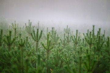 Obraz na płótnie Canvas młode drzewka sosnowe we mgle