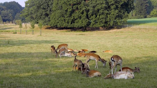 Reh Herde grast friedlich auf einer Wiese
