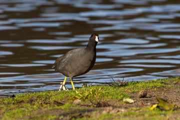American Coot
