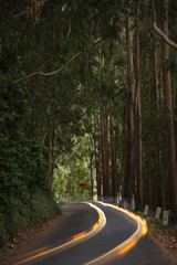 car headlight streaks in eucalyptus