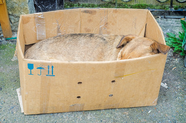 Homeless sad dog sleeping in box