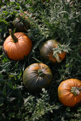 Pumpkins in Patch