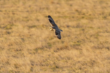 Short eared Owl