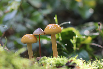 Forest mushrooms