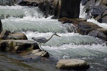 hunting heron