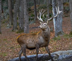 Wapiti posing for the camera in autumn.