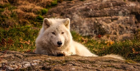 Obraz premium Arctic wolf wondering who's the photographer, Quebec, Canada.
