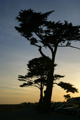 Fototapeta na wymiar tree silhouettes