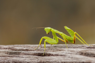 Female European Mantis or Praying Mantis, Mantis religiosa, on o