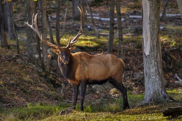 Wapiti searching for a female on a nice autumn day in Quebec, Canada.