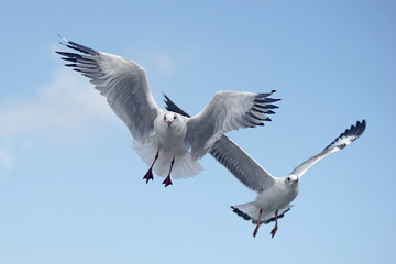 Obraz premium flying seagull bird