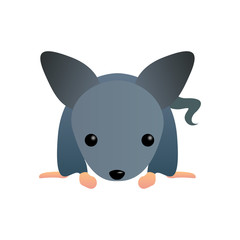 Isolated cute animal