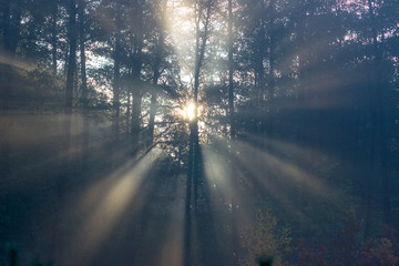 promienie świetlne w lesie