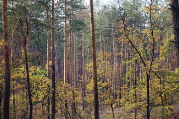 сосновый бор