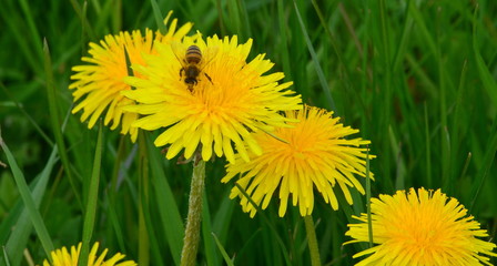 Biene auf Löwenzahn © windypics