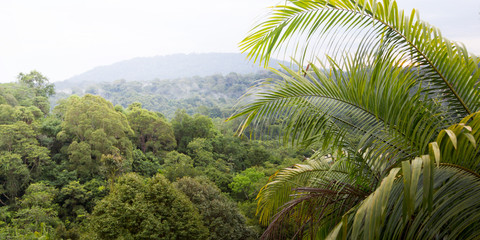 Fototapeta na wymiar Rainforest in Brunei, Asia