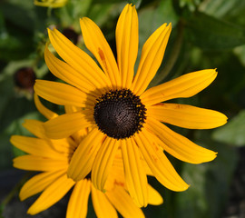 black-eyed susan macro