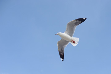 flying seagull bird