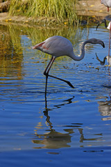 white flamingo