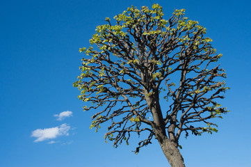 Garden tree