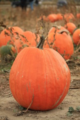 pumpkin in field