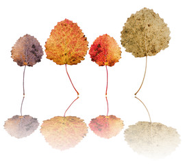 Leaves of European aspen