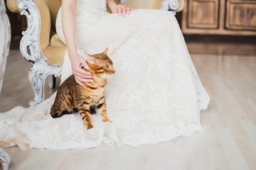 Fototapeta premium The bengal cat sits near bride