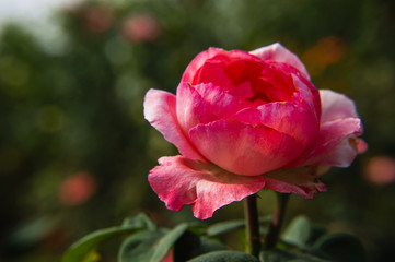 The blossoming Chinese rose flower closeup 