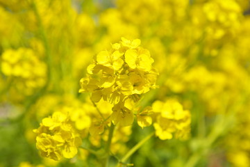 菜の花