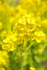 Obraz premium 菜の花