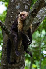 white headed capuchin -  Cebus capucinus - Pura Vida
