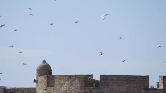 Seagulls fly in slow motion, Morocco.