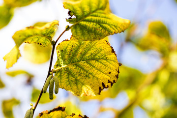 Obraz premium Herbstlaub