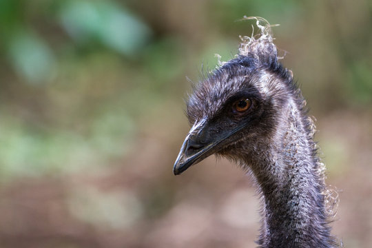 Emu - dromaius novaehollandiae
