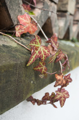 détail lierre panaché sur un mur