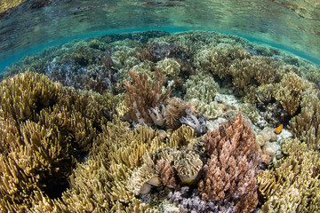 Naklejka na ściany i meble Vibrant Coral Reef in Shallows of Raja Ampat