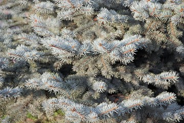 blue spruce