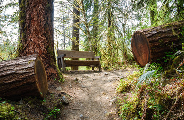 Hoh Rain Forest, Olympic National Park