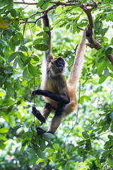 Black handed spider monkey - Ateles geoffroyi