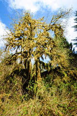 Hoh Rain Forest, Olympic National Park