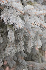 blue spruce