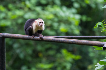 Naklejka premium white headed capuchin monkey