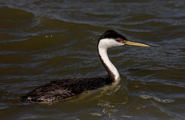 Western Grebe