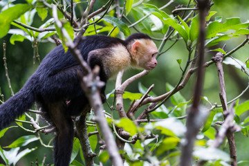 white headed capuchin monkey