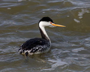Clark's Grebe