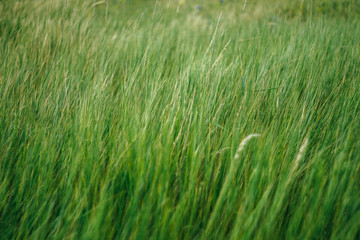 Obraz premium Green grass with blur at the edges. Background, texture, pattern