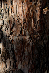 Old tree bark texture background with natural light